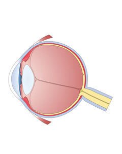 Eye