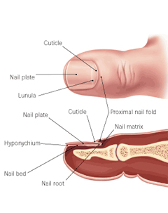 Nails